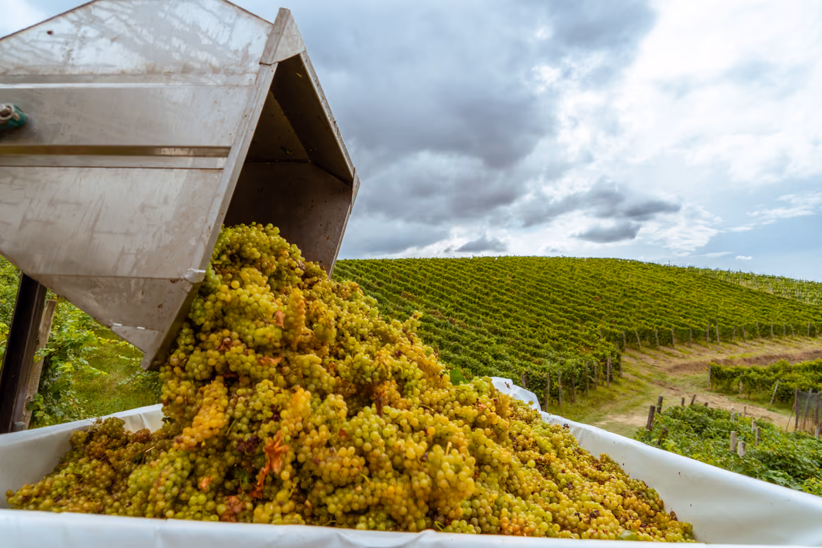 Moscato Bianco, vendemmia sempre più precoce sulle colline dell'Asti