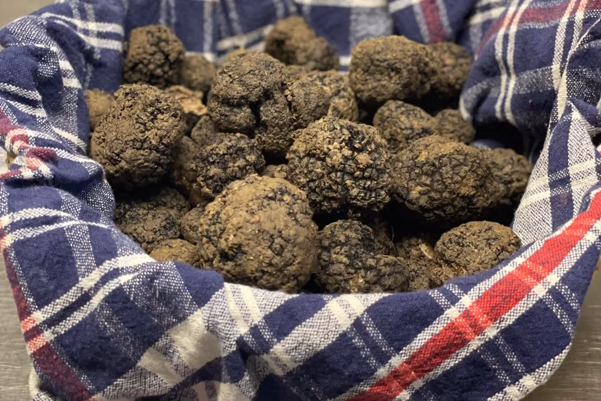 Tartufo nero dell'Alto Oltrepò, nasce una filiera tracciata dalla pianta al prodotto