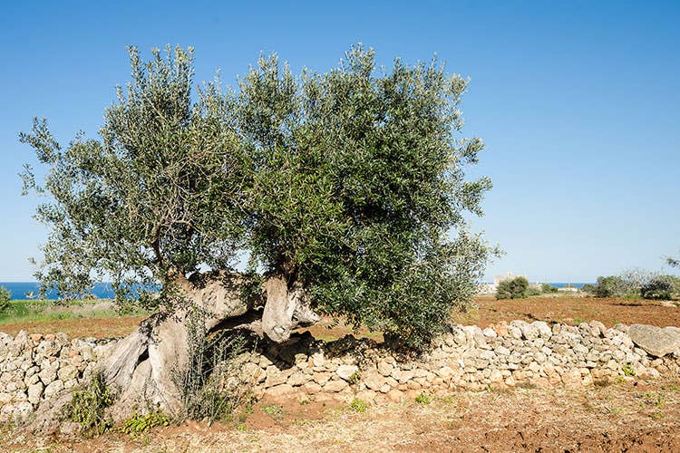 (Aziende agricole Il cuore pulsante della Dieta mediterranea)