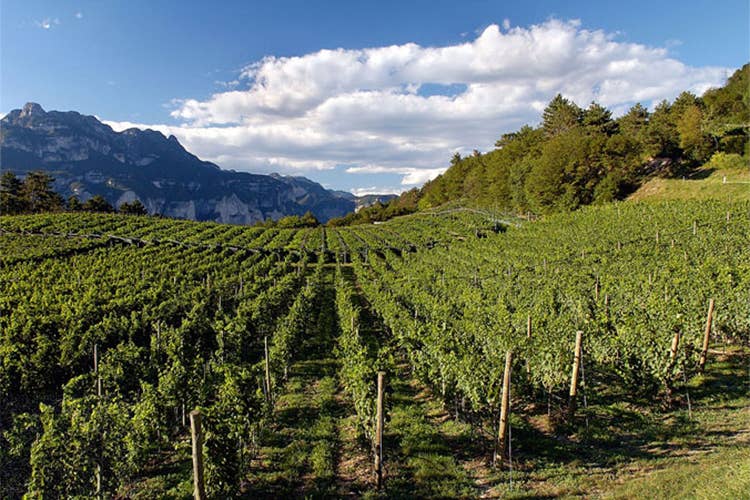 Cantine Ferrari, vigneti certificati bio Il traguardo di un percorso ventennale