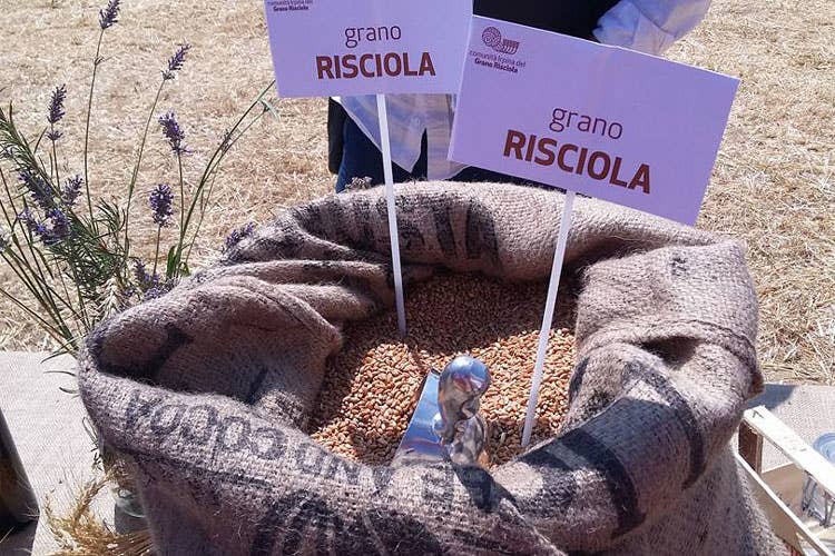 Molino Vigevano, grano antico e condiviso Col Gruppo Lo Conte ritorno alle origini