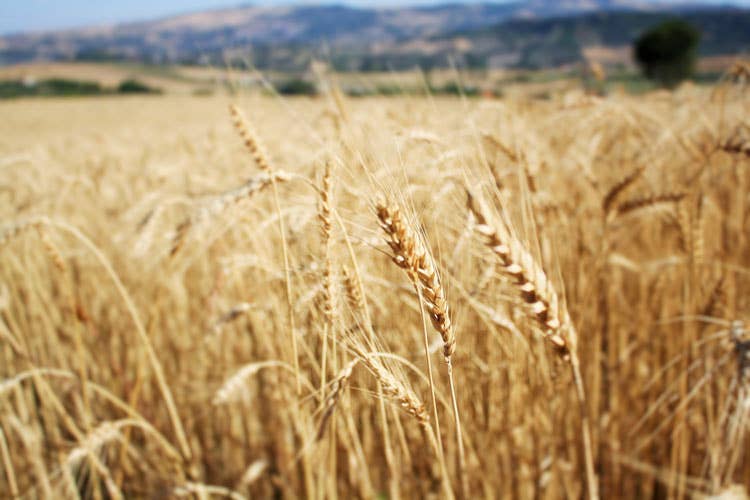 Molino Vigevano, grano antico e condiviso Col Gruppo Lo Conte ritorno alle origini