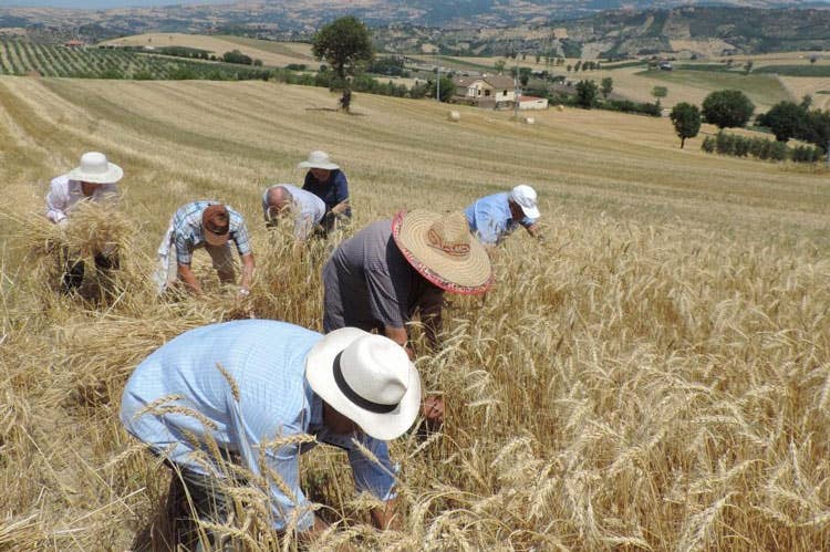 Molino Vigevano, grano antico e condiviso Col Gruppo Lo Conte ritorno alle origini