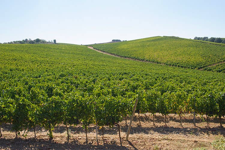 La Tenuta Val delle Rose apre le porte Musica, cultura e buon vino in Maremma