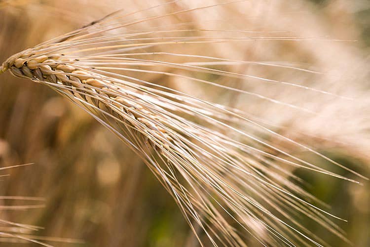 (Una firma per rafforzare la pasta italiana Più grano duro, di qualità e sostenibili)