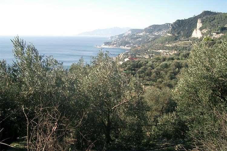 La Liguria dell’olio di eccellenza Profumi e sapori di un territorio unico