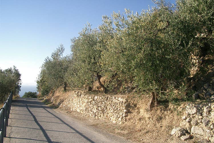 La Liguria dell’olio di eccellenza Profumi e sapori di un territorio unico