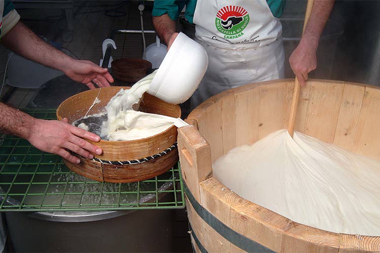 (La Mozzarella di bufala campana Dop pronta a invadere Parma)