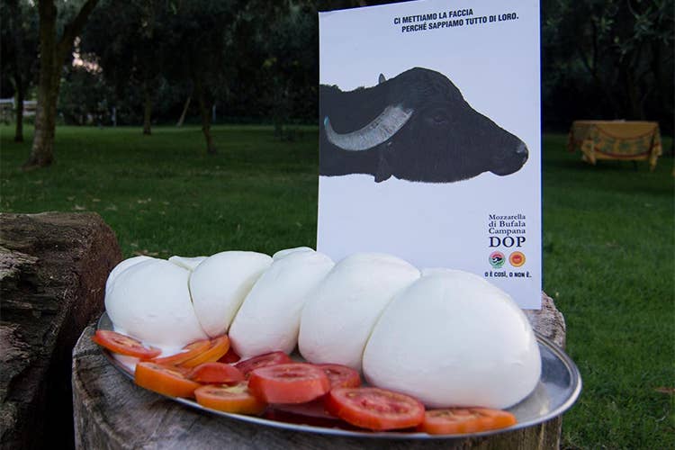 (La Mozzarella di bufala campana Dop pronta a invadere Parma)