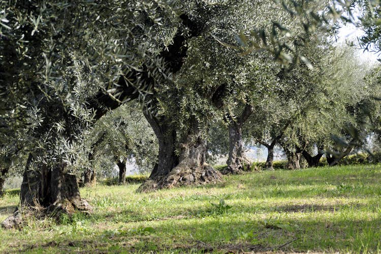 (L’olio biologico dell’azienda Persiani La differenza è nel lavoro tra i campi)