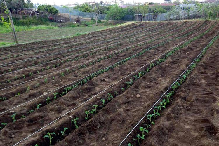 (Il pomodoro più piccolo del mondo Novità dall'Israele, l'azienda è Kedma)