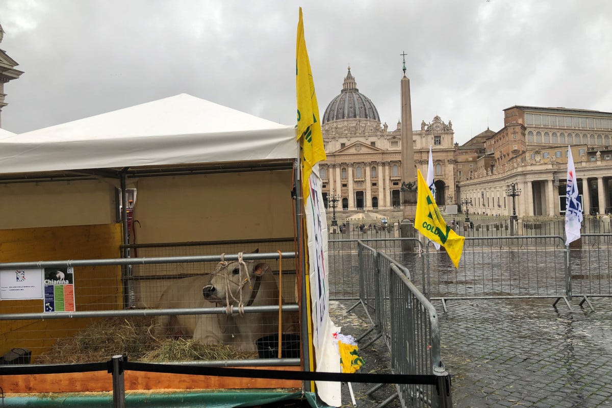 Mucche e animali in piazza a Roma per la benedizione di Sant’Antonio Abate 