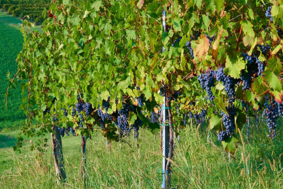 Un passo avanti importante verso la creazione dei vitigni resistenti dell'Emilia-Romagna Emilia Romagna al via il Consorzio Vitires per la creazione dei vitigni resistenti