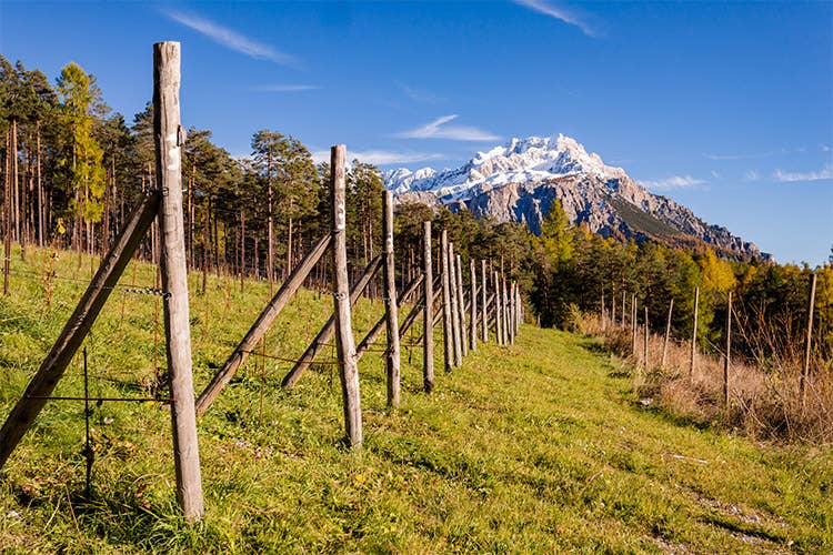 A Cortina il vigneto più alto dell’Europa occidentale