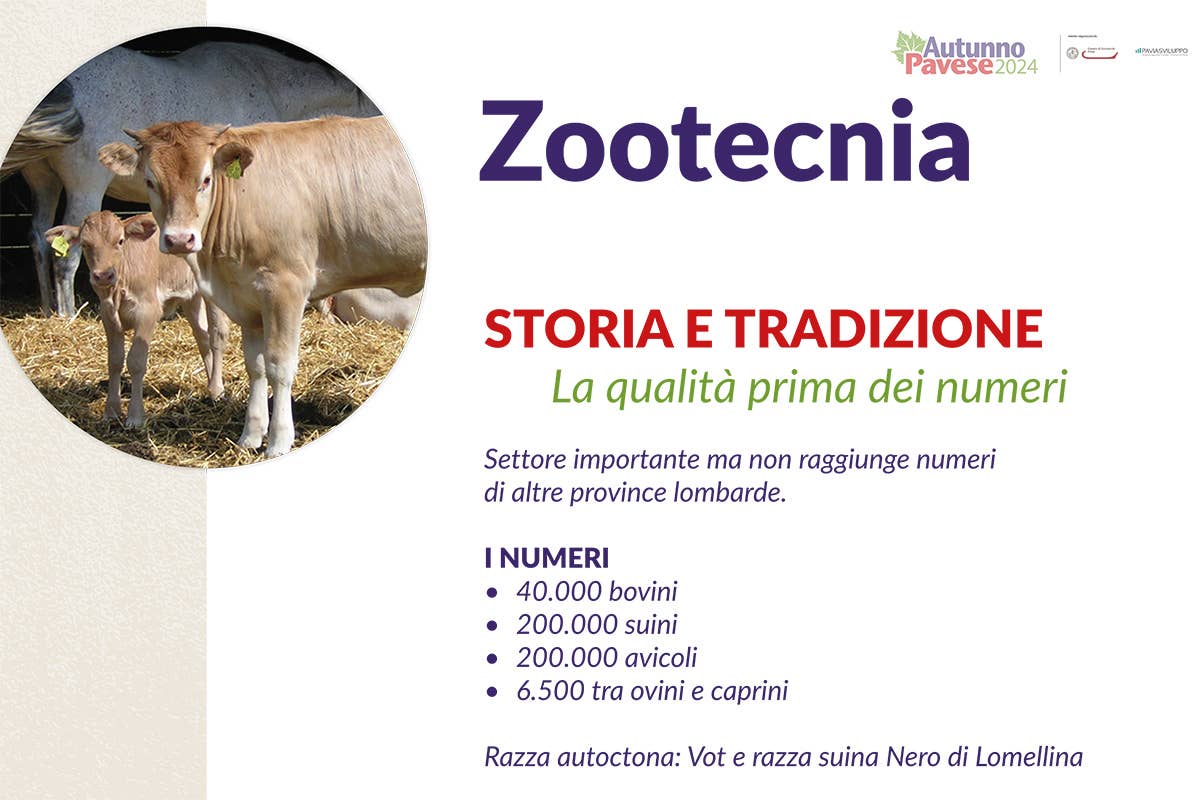 Il vino e l'eccellenze alimentari di Pavia: un plus per l'alta ristorazione