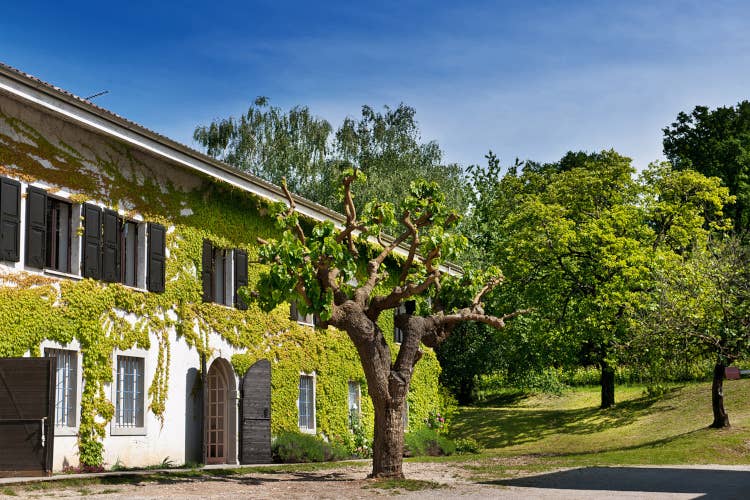 A Buttrio un castello tra le vigne