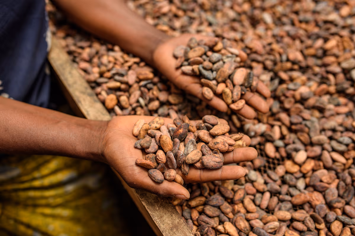 Icam, 80 anni di crescita: il cacao sostenibile guida lo sviluppo futuro