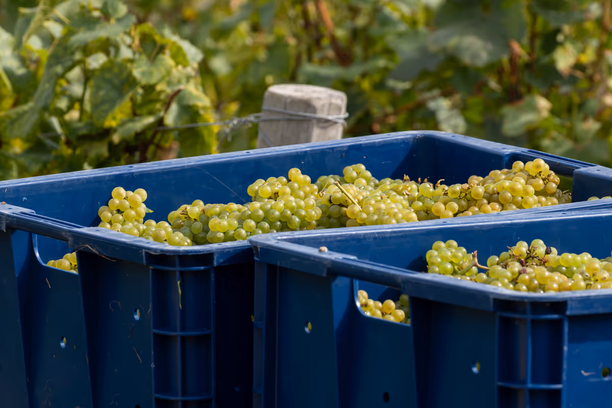 Champagne, quarto taglio consecutivo della resa: pesano clima e mercato