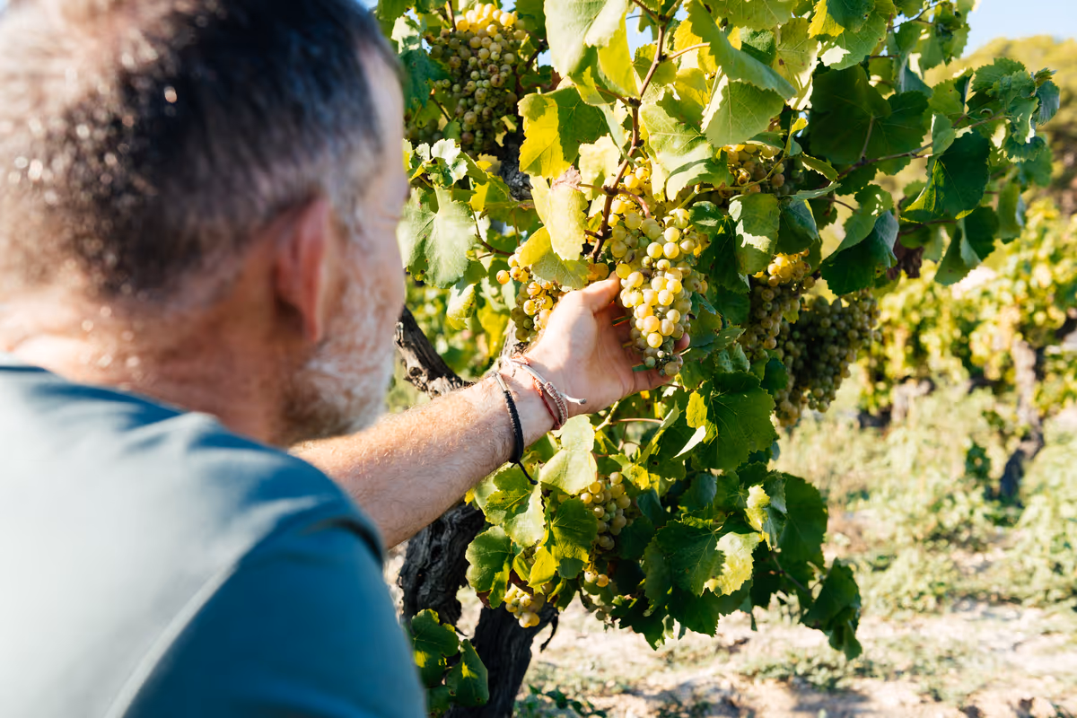 Vendemmia 2026, dal Friuli alla Toscana la raccolta parte prima