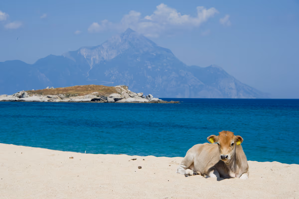Grecia a tavola: cosa provare tra le montagne e le coste della Calcidica