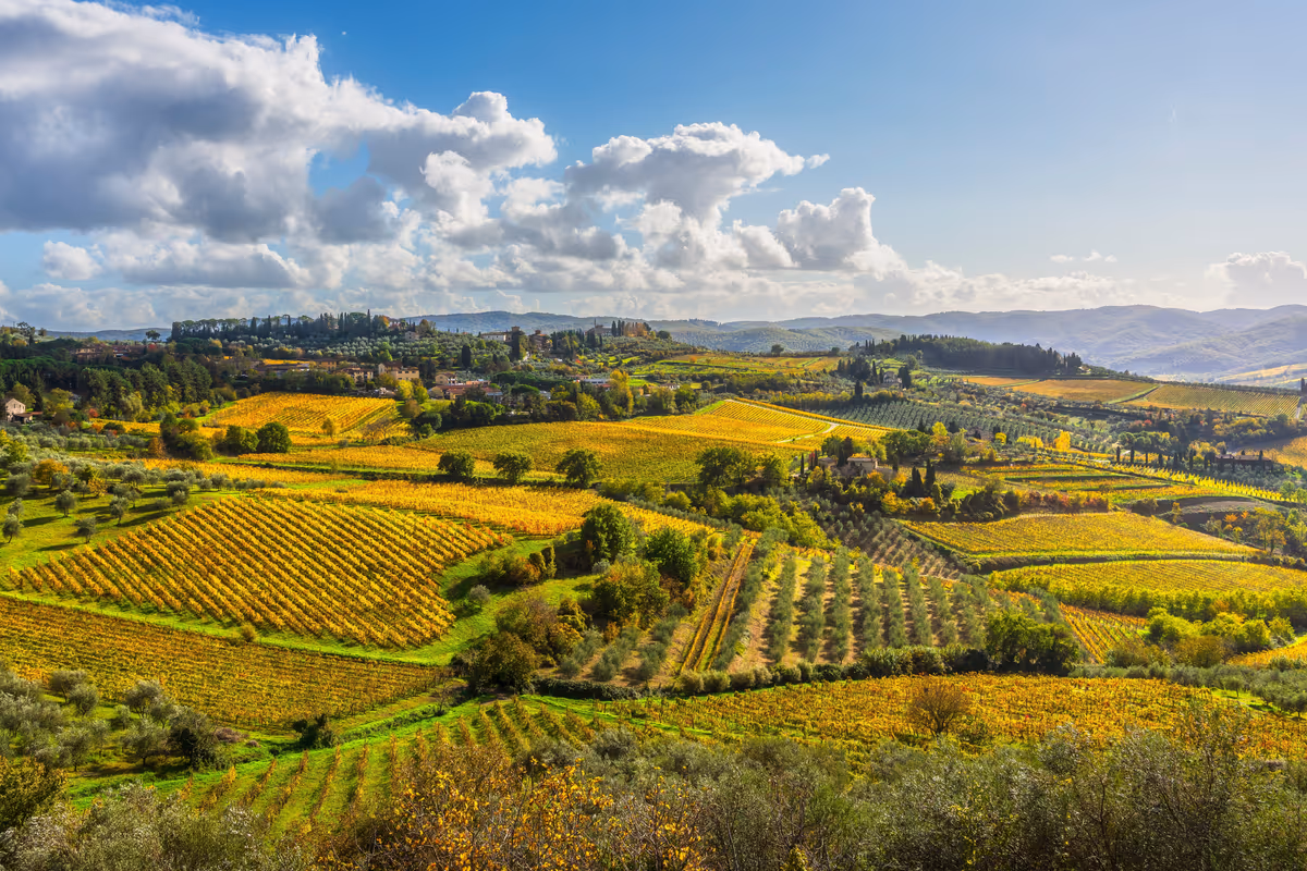 Troppo vino rimasto in cantina: la Toscana riduce le rese per la vendemmia 2026