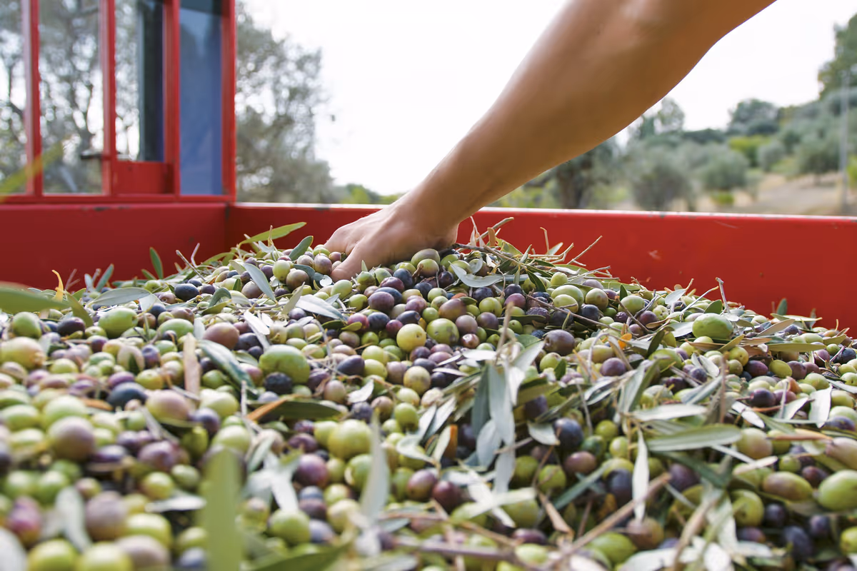 Olio extravergine italiano, nuova campagna a rischio: scorte alte e vendite ferme