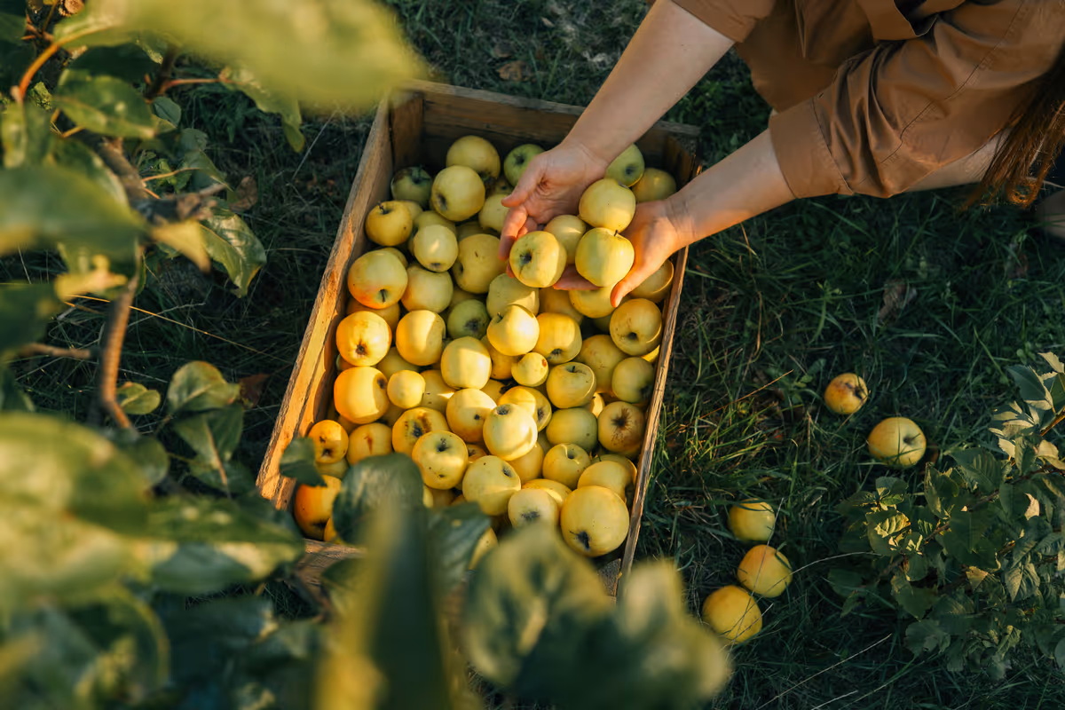Mele, con il caldo record parte la raccolta: produzione italiana in calo del 2%