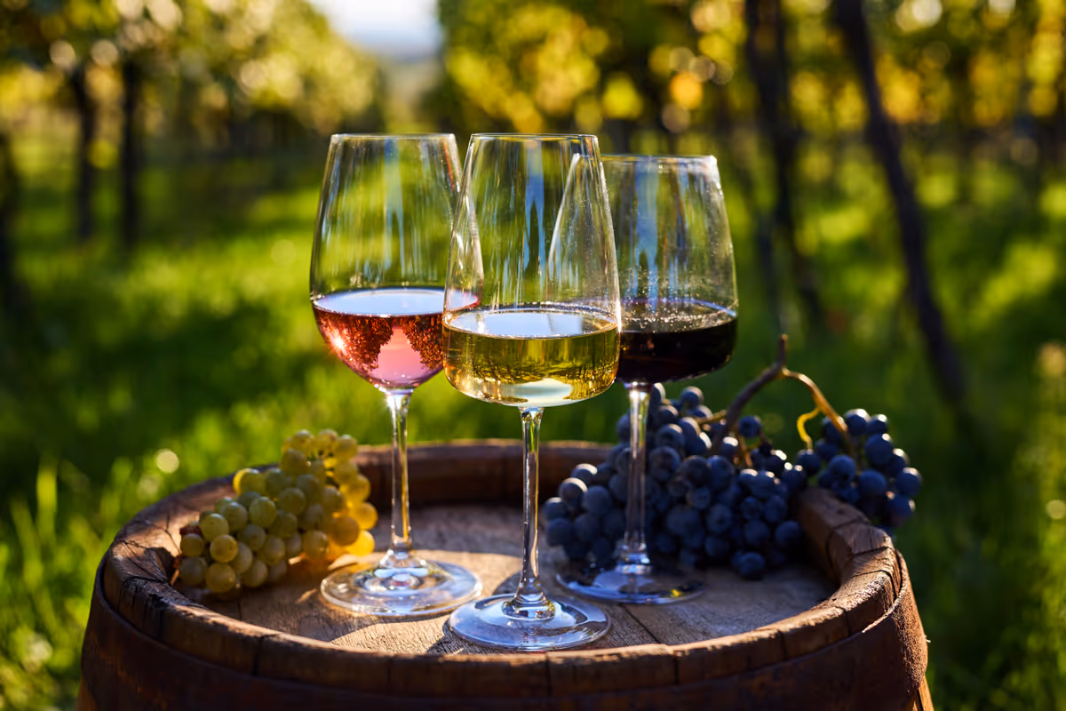 Rilancio del vino: la proposta per gestire nuovi vigneti e terreni abbandonati