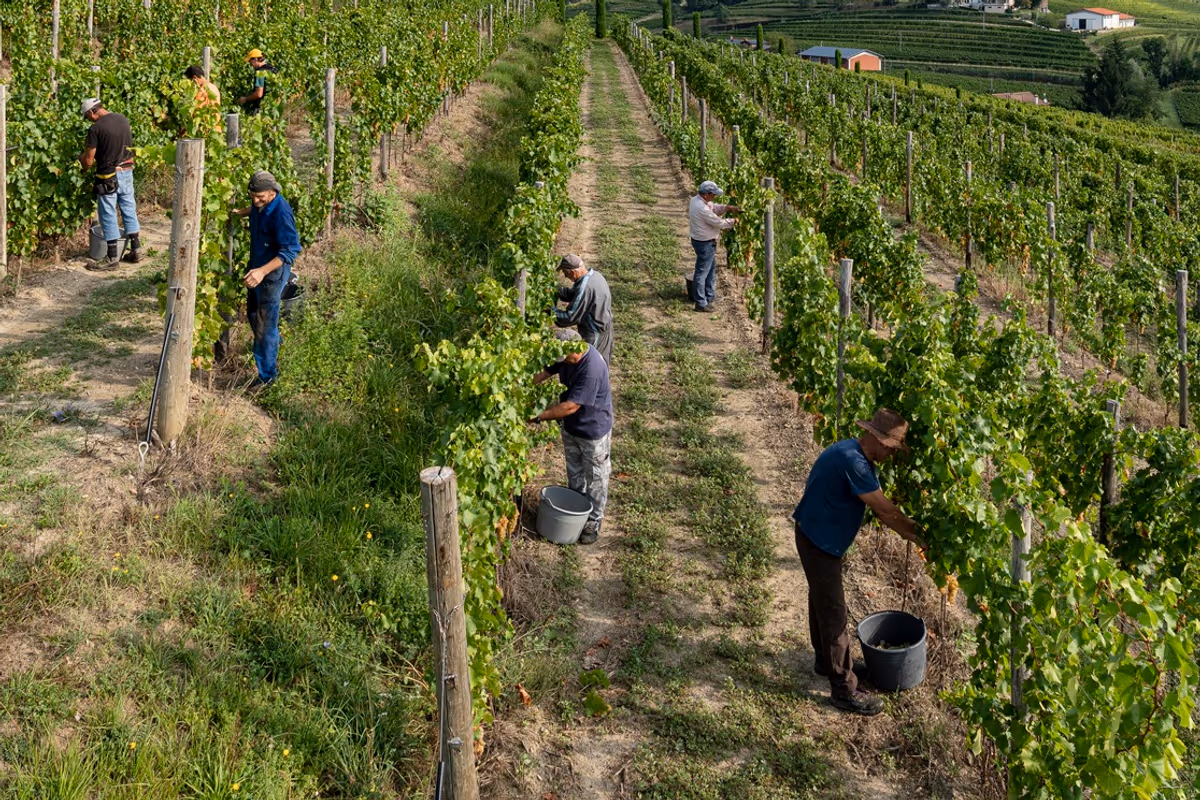 Sette cantine in Friuli Venezia Giulia dove la vendemmia si vive in prima persona