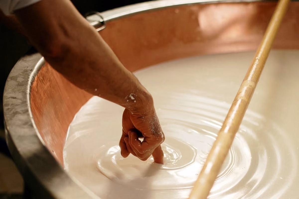 Parmigiano Reggiano, il caldo taglia la produzione di latte fino al 20%