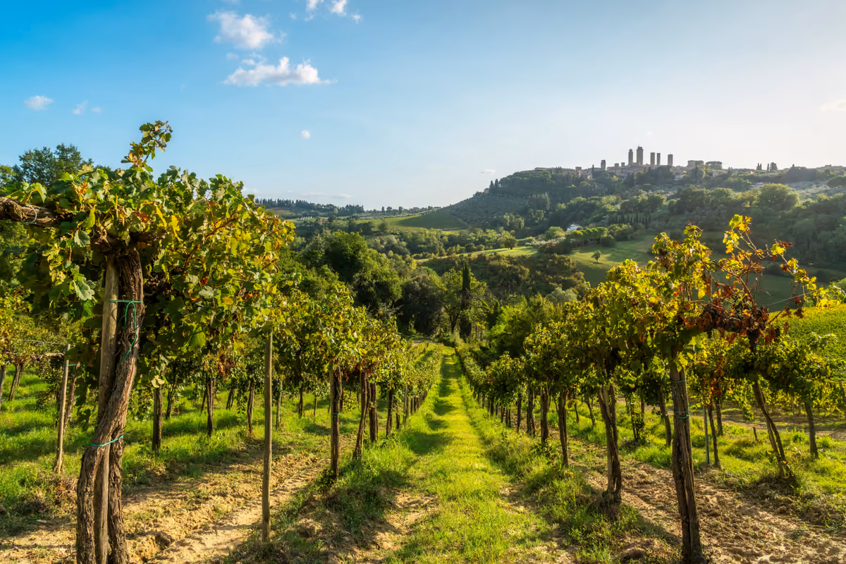 Anche Legacoop chiede lo stop temporaneo a nuovi vigneti