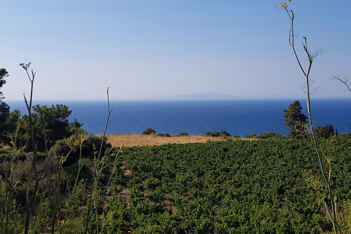 Samos oltre il mare: il viaggio nell'isola di Pitagora tra vino, archeologia e cucina