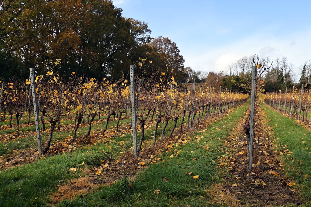 Adesso in Inghilterra si va anche per il vino: un viaggio tra le bollicine di Sussex e Kent