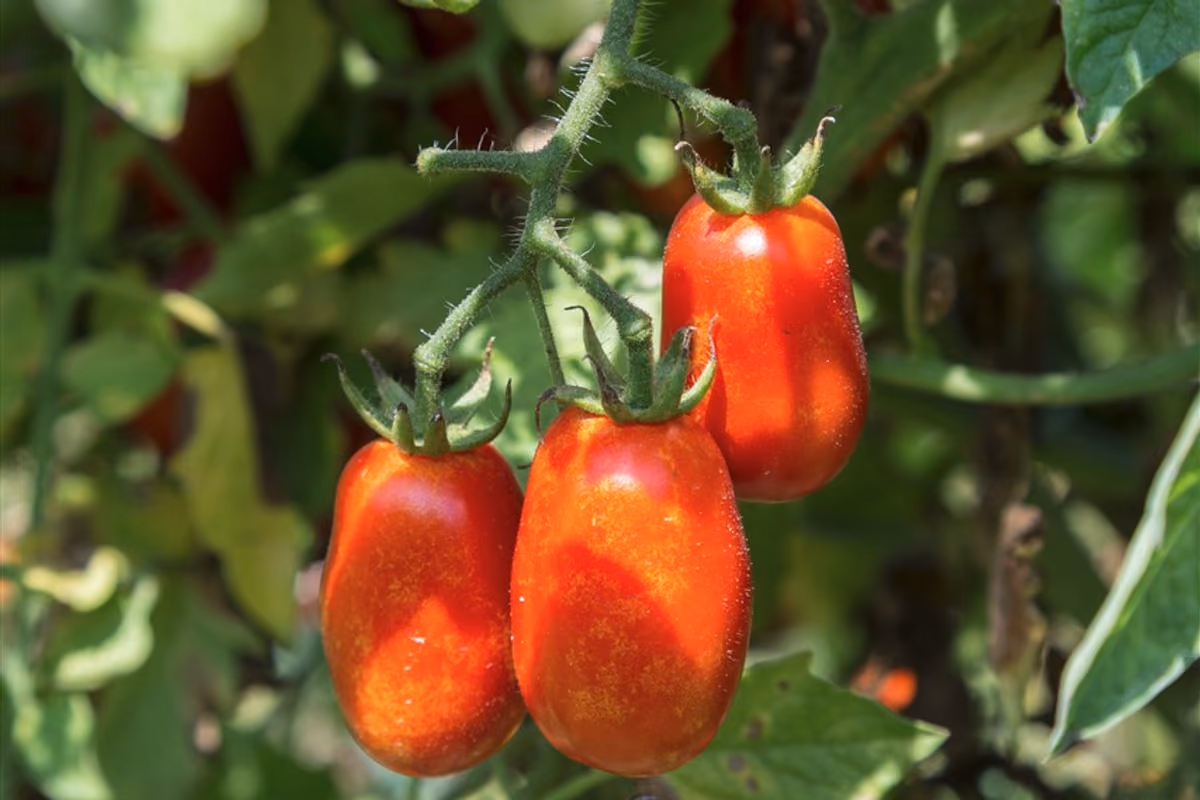 A Cuma il pomodoro cresce nell’area archeologica: il Cannellino Flegreo punta alla Dop