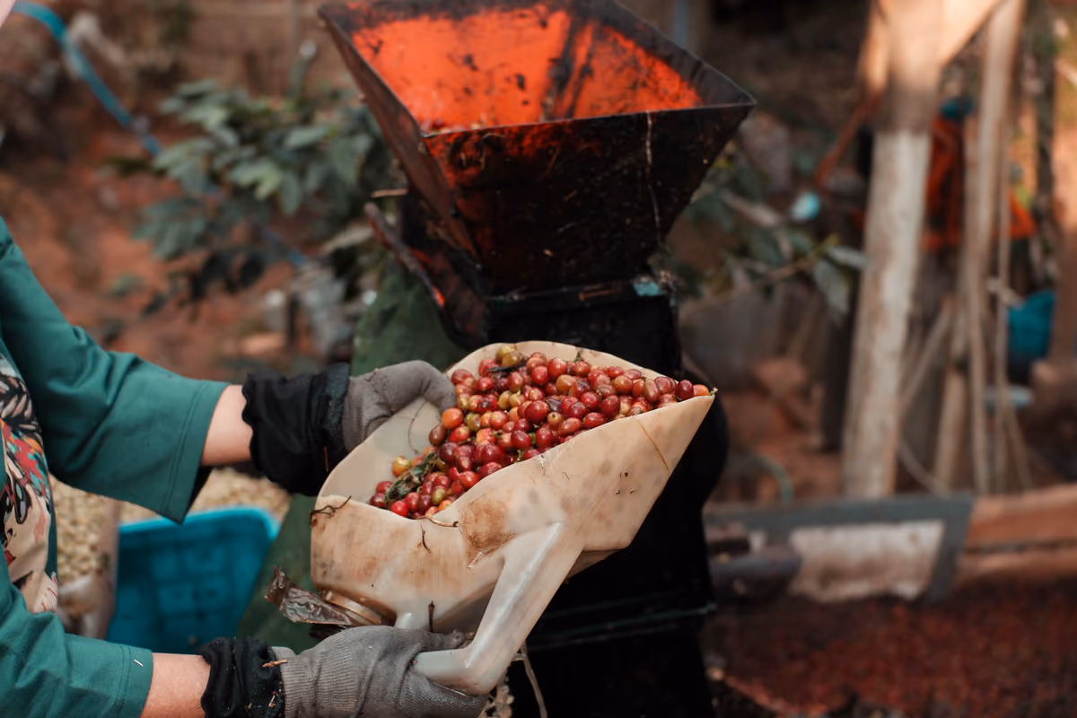 Il caffè può cambiare gusto senza cambiare origine? Sì, dipende dalla lavorazione