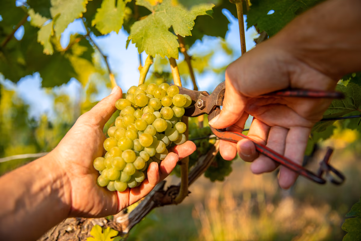 Lombardia, le piogge di agosto salvano la vendemmia dopo il caldo