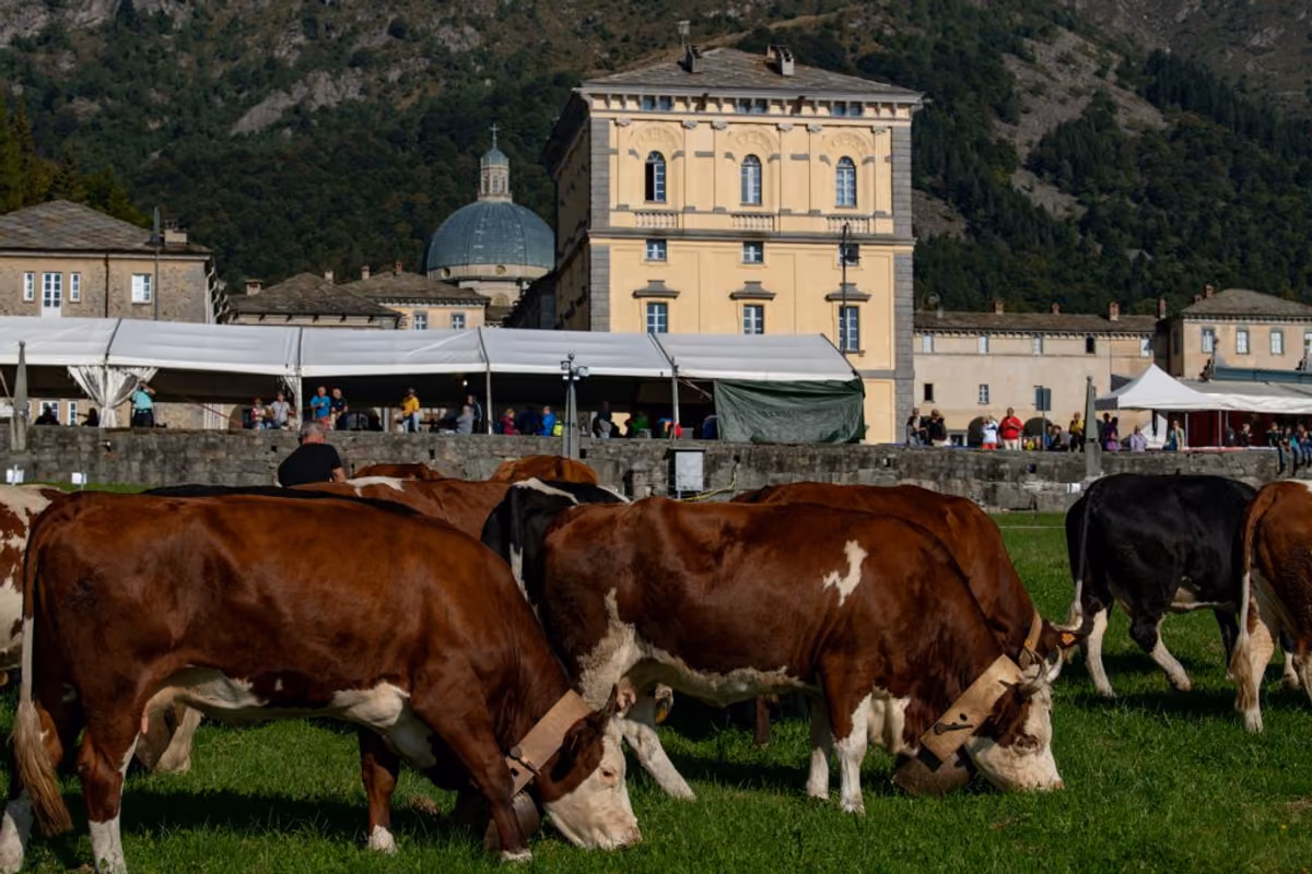 Fiere agricole, dal mercato alla scoperta del territorio: cosa resta davvero del "Km zero"