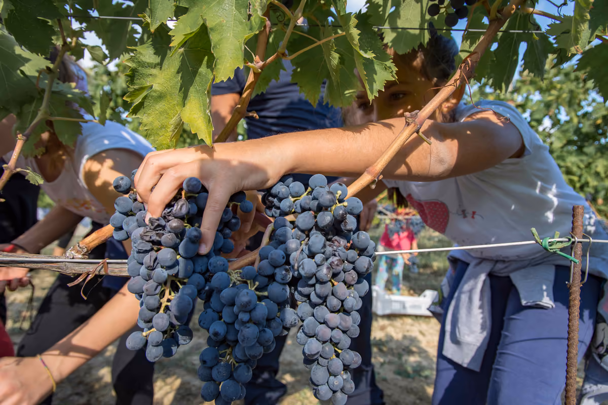 Cantine Aperte in Vendemmia al via: due mesi per scoprire il vino che nasce