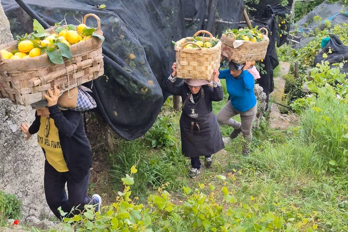 In Costiera Amalfitana c'è un sentiero nato per trasportare i limoni
