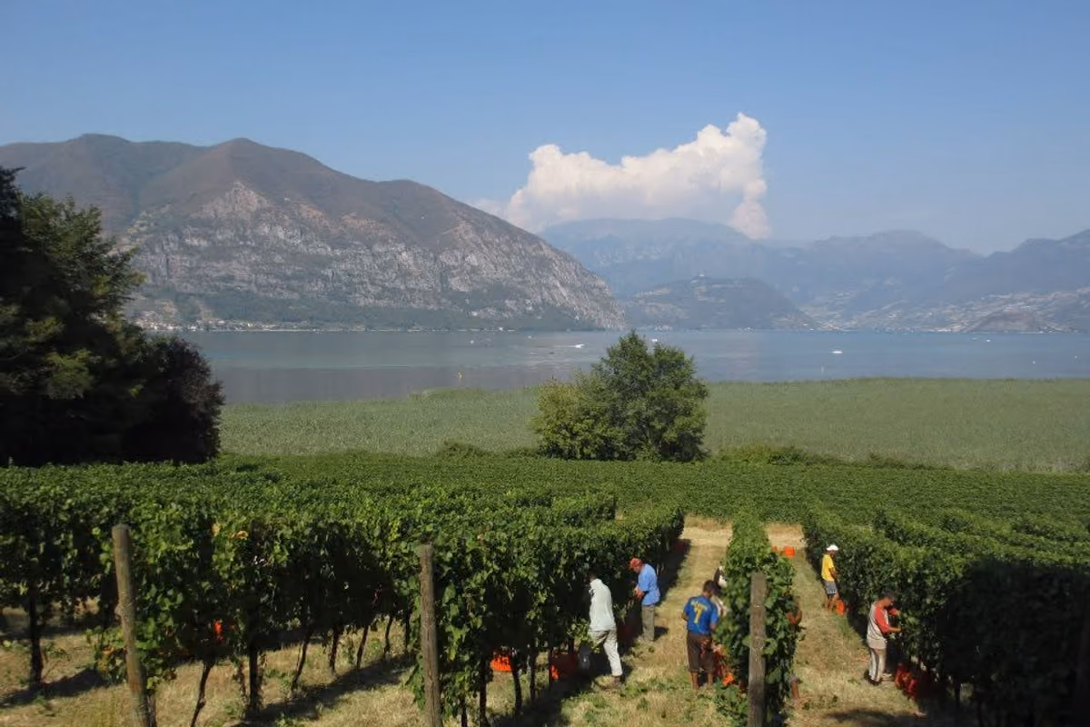 La vendemmia corre contro il caldo: «L'uva deve arrivare in pressa entro 90 minuti»