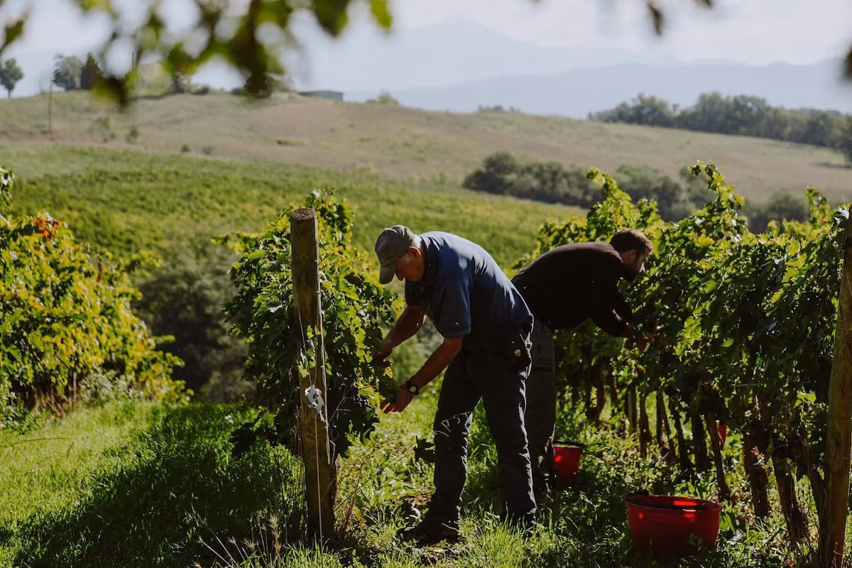 Montecucco, cinque ondate di calore, ma uve sane: rese in calo del 10-15%