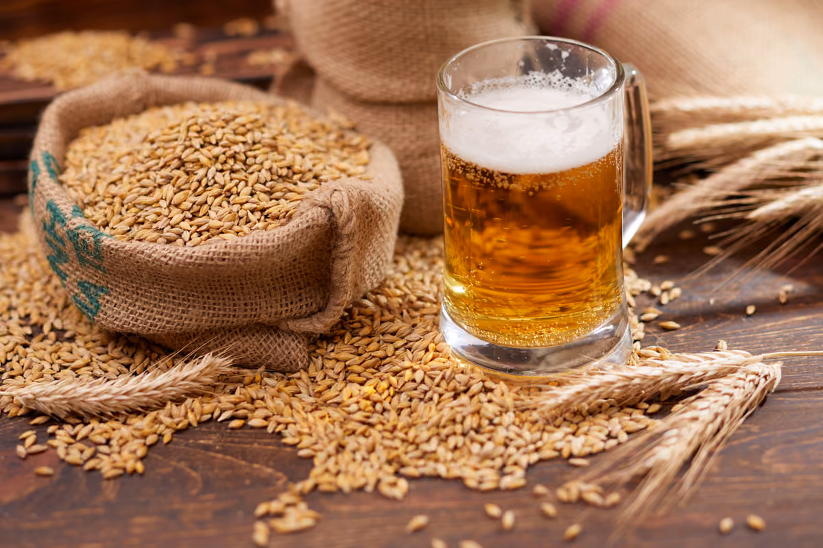 Orzo da birra, raccolti in calo del 39%: la siccità mette alla prova la filiera italiana