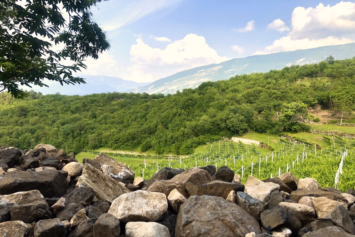 Vigneti in montagna per evitare il caldo, ma produrre vino può costare di più