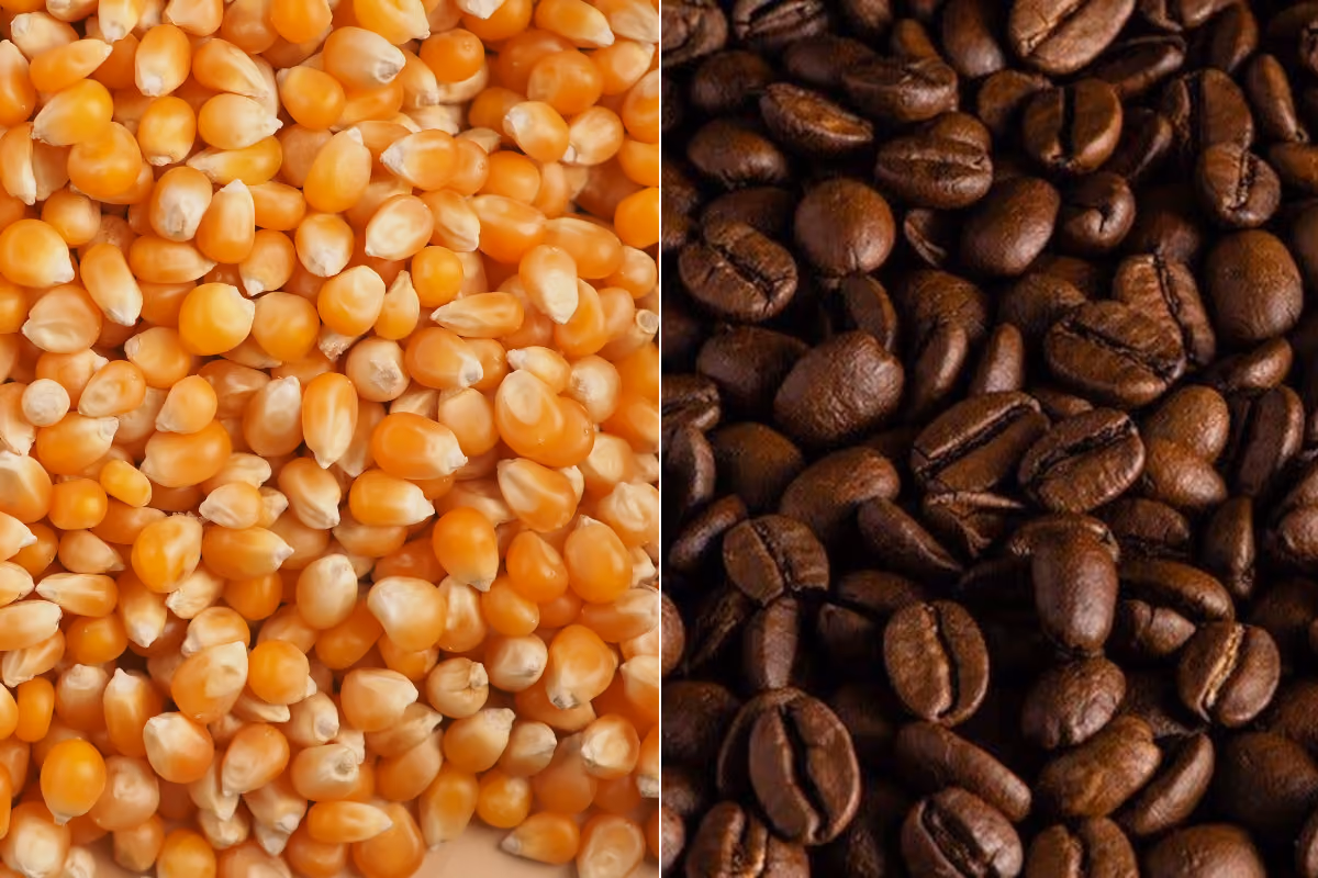 Mais e caffè, prezzi opposti: +12% per il primo, -20% per l'arabica