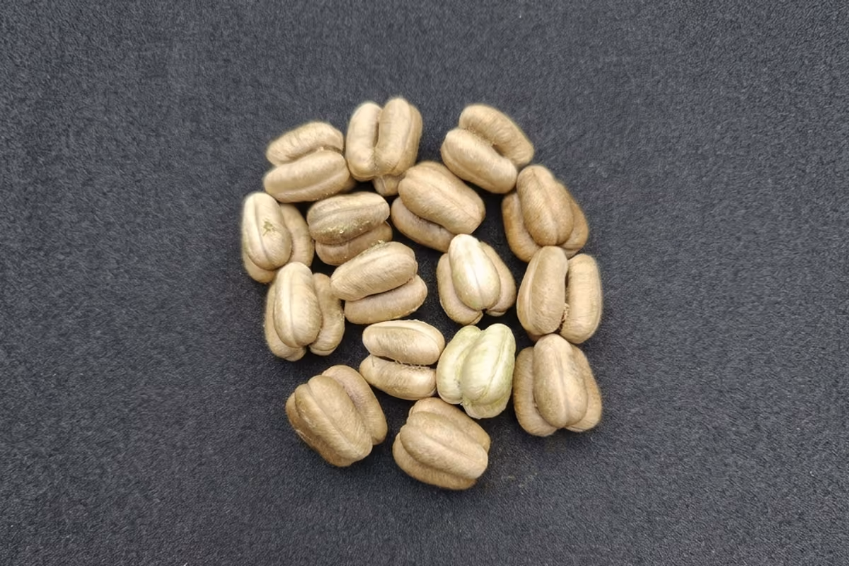 Il caffè che porta dentro di sé i monsoni: il segreto del Malabar indiano