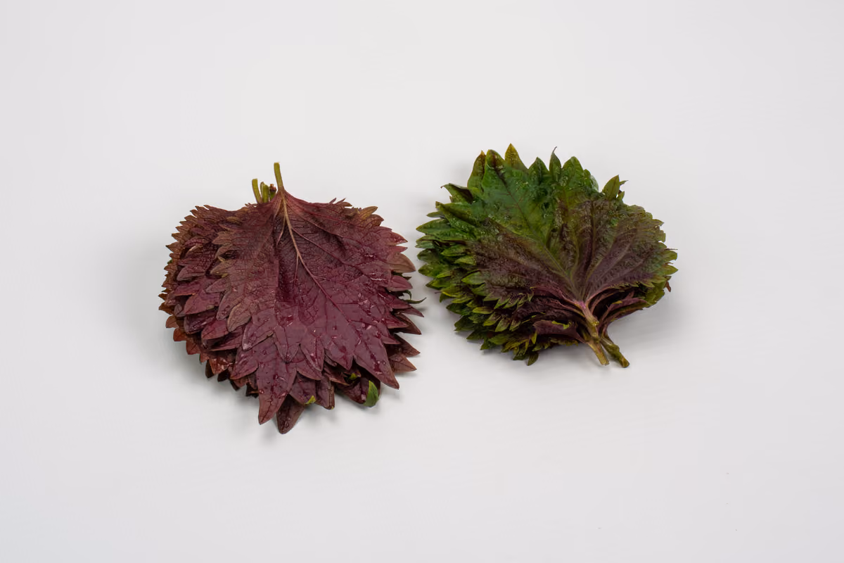 Lo shiso diventa bicolore: una foglia, due profili aromatici da scoprire