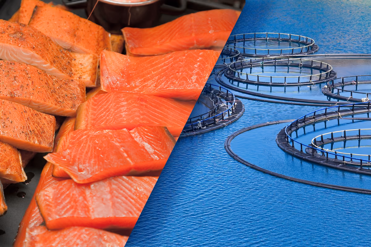 Bottura dice no al salmone allevato. Ma allora dovremmo eliminare anche oche e ostriche?