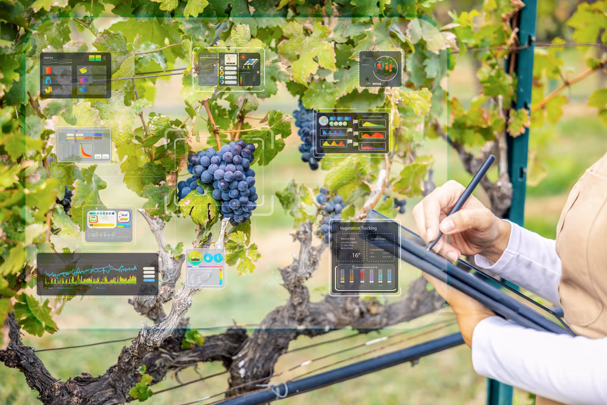 Caldo in vigna: satelliti, mappe e sensori decidono quanta acqua serve