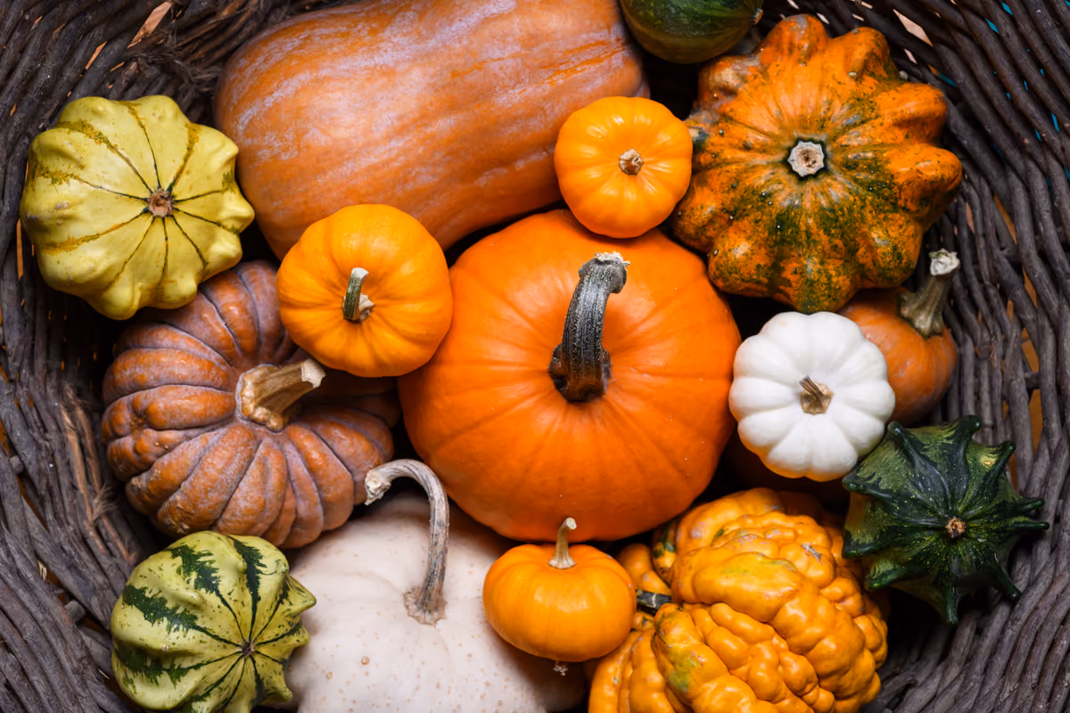 Tutto sulla zucca: dalle origini alle varietà, fino ai benefici e alle ricette