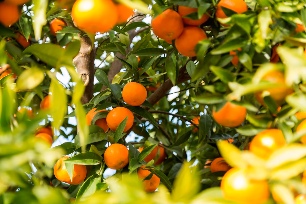Le clementine allungano la stagione: la Perrina si raccoglie fino a febbraio